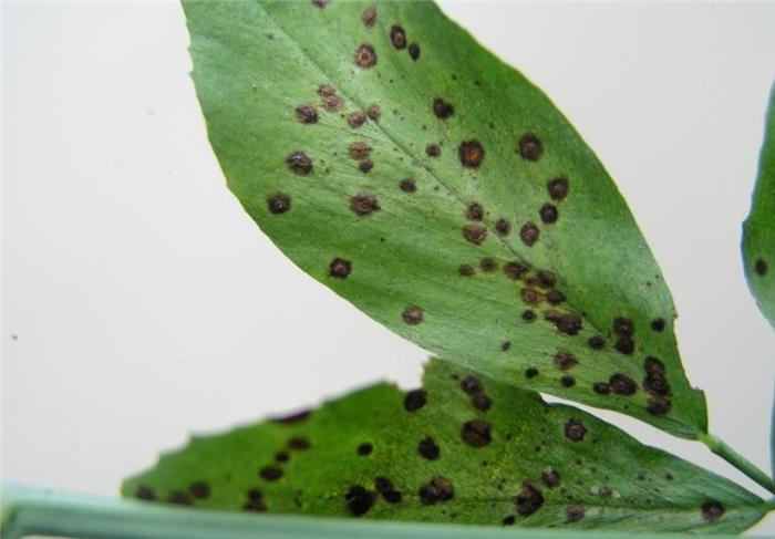 بیماری لکه قهوه ای برگ یونجه (Brown or Pseudopeziza leaf spot)